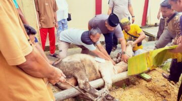 Gotong Royong Tanpa Beda Pangkat, Tendik SMA Negeri 13 Pekanbaru Sukseskan Kurban Idul Adha 1447 H