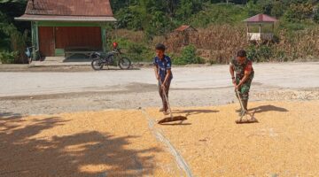 Dukung Ketahanan Pangan, Babinsa Koramil 03/Parongil Bantu Petani Jemur Hasil Panen Jagung