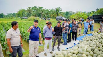 Bupati Batu Bara Panen Melon di Air Putih, Dorong Pengembangan Hortikultura dan Dukung Program MBG*